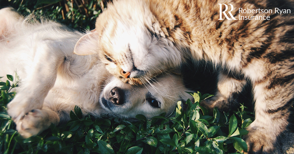 A puppy and a kitty